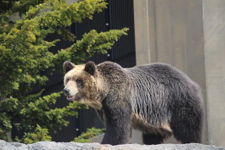 Private Day Trip to Asahiyama Zoo and Biei Blue Pond — photo 15