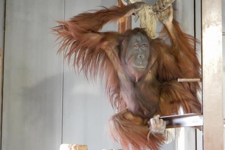 Private Day Trip to Asahiyama Zoo and Biei Blue Pond — photo 16