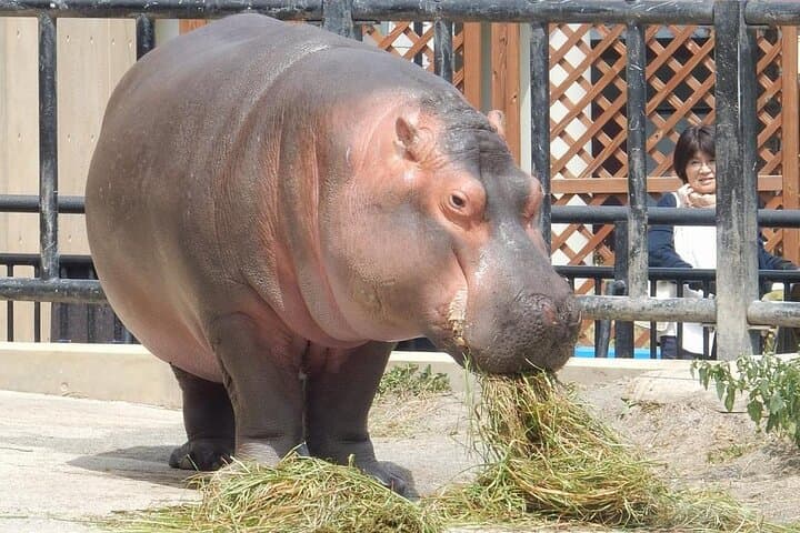 Private Day Trip to Asahiyama Zoo and Biei Blue Pond — photo 17