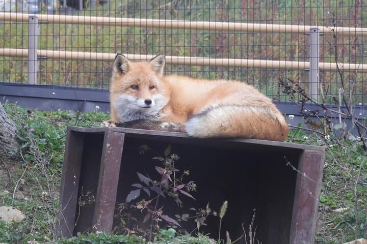 Private Day Trip to Asahiyama Zoo and Biei Blue Pond — photo 18