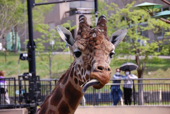 Private Day Trip to Asahiyama Zoo and Biei Blue Pond — photo 19