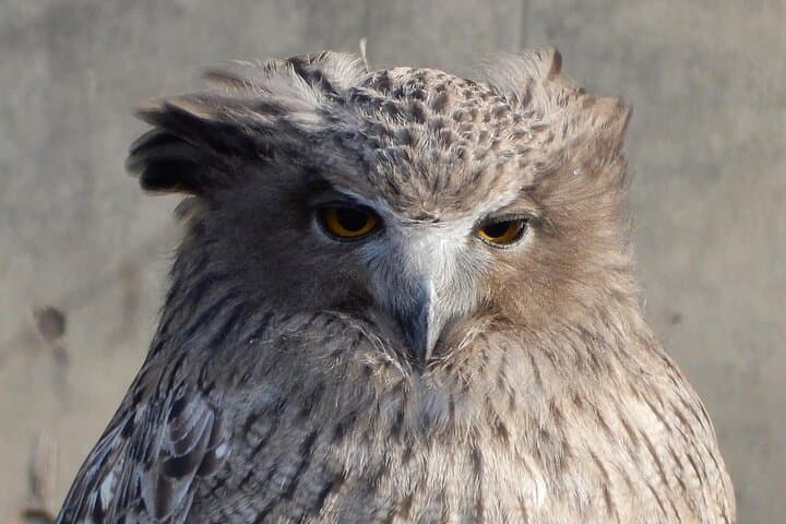 Private Day Trip to Asahiyama Zoo and Biei Blue Pond — photo 20