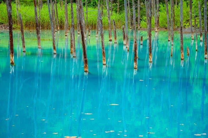 Private Day Trip to Asahiyama Zoo and Biei Blue Pond — photo 4