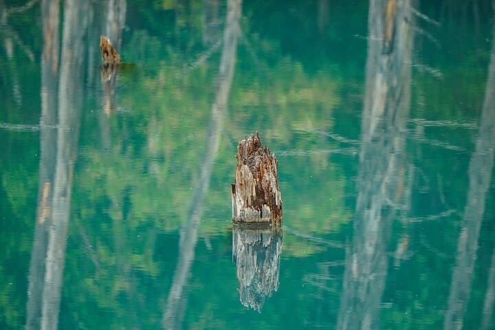 Private Day Trip to Asahiyama Zoo and Biei Blue Pond — photo 5