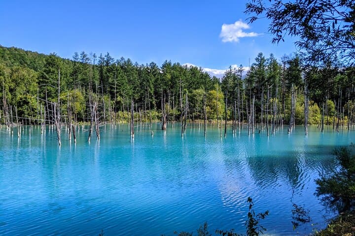 Private Day Trip to Asahiyama Zoo and Biei Blue Pond — photo 3