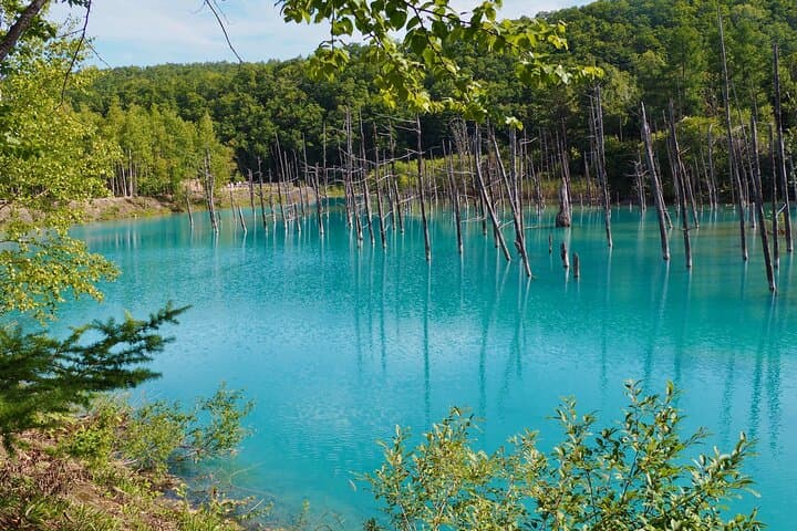 Private Day Trip to Asahiyama Zoo and Biei Blue Pond — photo 2