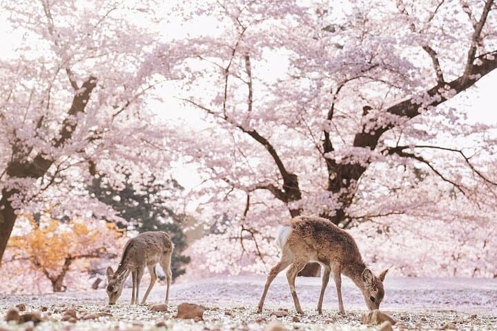 Kyoto & Nara & Uji: Full Day Sightseeing Tour from Osaka or Kyoto — photo 14