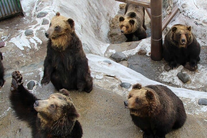 Hokkaido: Lake Toya, Bear Ranch and Sapporo Otaru Full Day Tour — photo 7