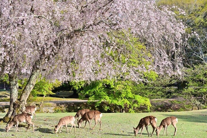Kyoto & Nara: Nara Park, Fushimi Inari & Arashiyama Day Trip — photo 1
