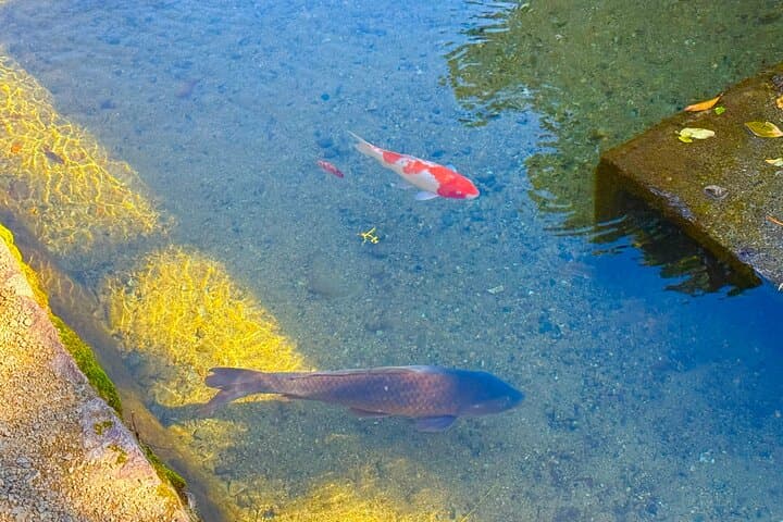 Gifu: Private Guided Tour of Shirakawa-go — photo 7