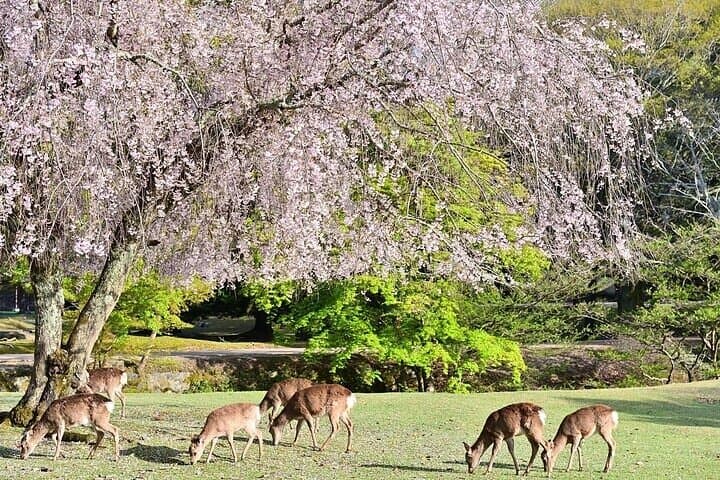 Kyoto and Nara Day Tour with Wagyu “Kobe Beef” lunch: From Kyoto — photo 3