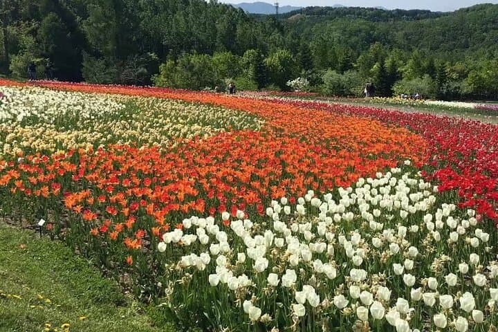 Furano & Biei Private Tour：Custom Scenic Route（from Sapporo） — photo 8