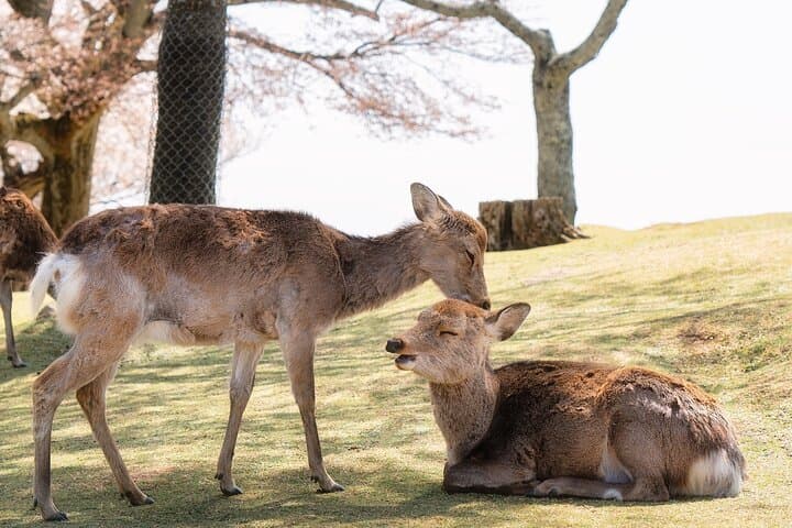 Kyoto & Nara & Uji: Full Day Sightseeing Tour from Osaka or Kyoto — photo 11