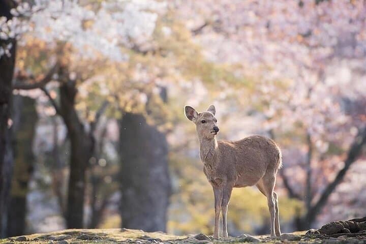 Kyoto & Nara & Uji: Full Day Sightseeing Tour from Osaka or Kyoto — photo 13