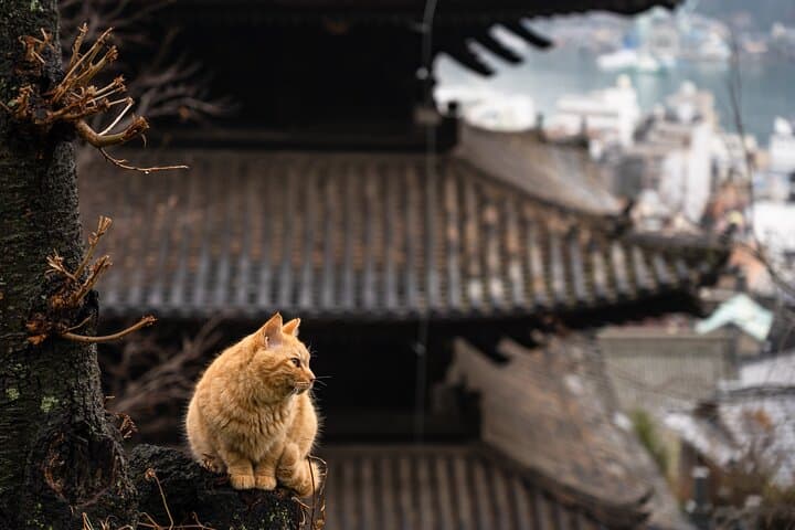 Onomichi 9hr Private Tour - Hiroshima DEP. with Licensed Guide — photo 12