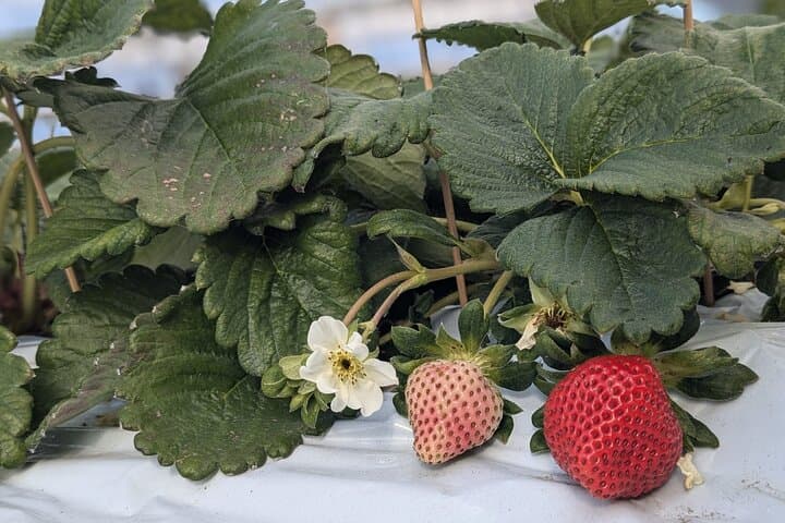 Private tour Meet the Sheep of Aso and pick Aso strawberries — photo 3