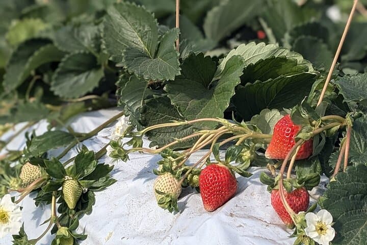 Private tour Meet the Sheep of Aso and pick Aso strawberries — photo 14