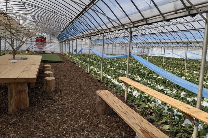 Private tour Meet the Sheep of Aso and pick Aso strawberries — photo 13