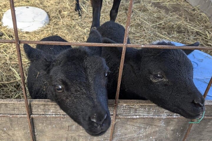 Private tour Meet the Sheep of Aso and pick Aso strawberries — photo 6