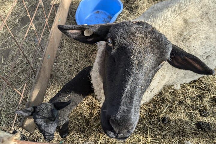 Private tour Meet the Sheep of Aso and pick Aso strawberries — photo 10