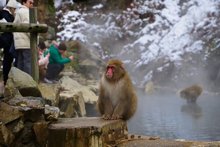 Snow Monkeys, Hokusai & Sake: A Perfect Day in Nagano — photo 12