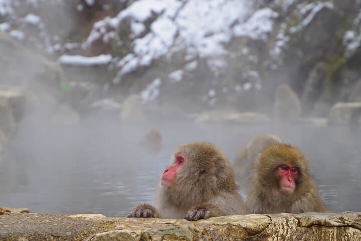 Snow Monkeys, Hokusai & Sake: A Perfect Day in Nagano — photo 11
