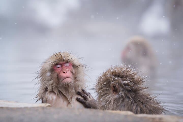 Snow Monkeys, Hokusai & Sake: A Perfect Day in Nagano — photo 2