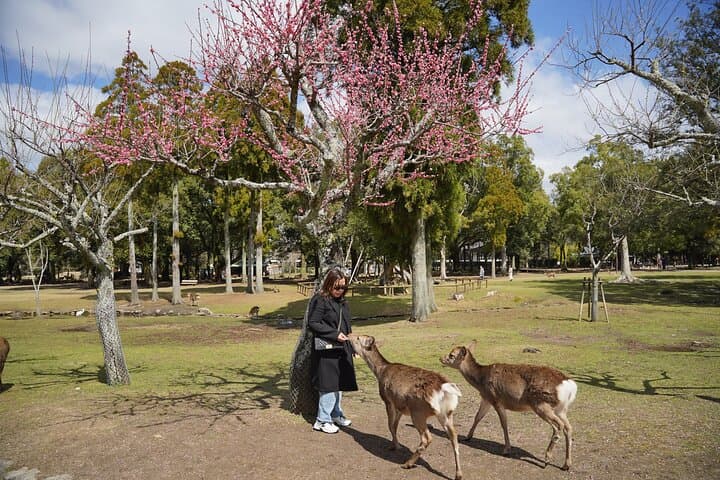 1 Hour Private Photoshoot in Nara — photo 2
