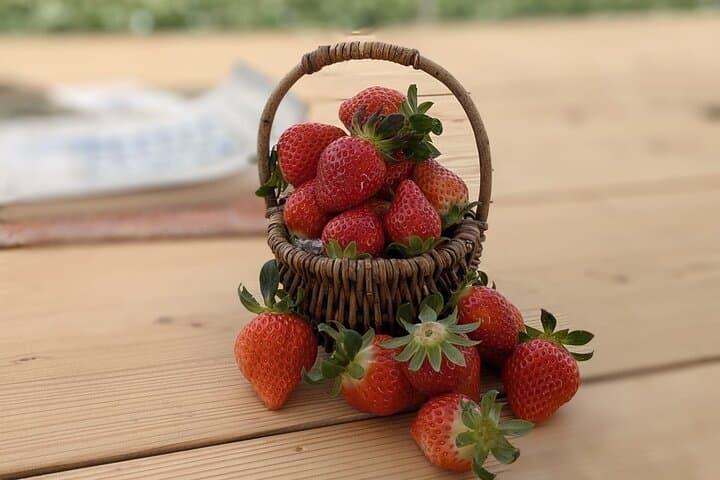 Private tour Meet the Sheep of Aso and pick Aso strawberries — photo 4