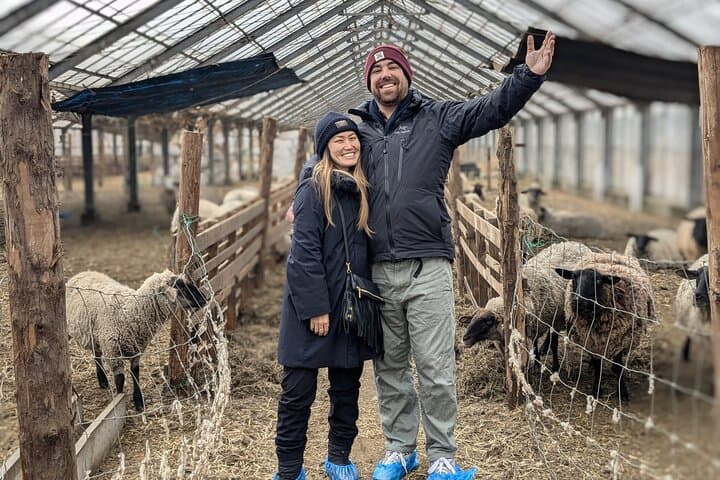 Private tour Meet the Sheep of Aso and pick Aso strawberries — photo 11