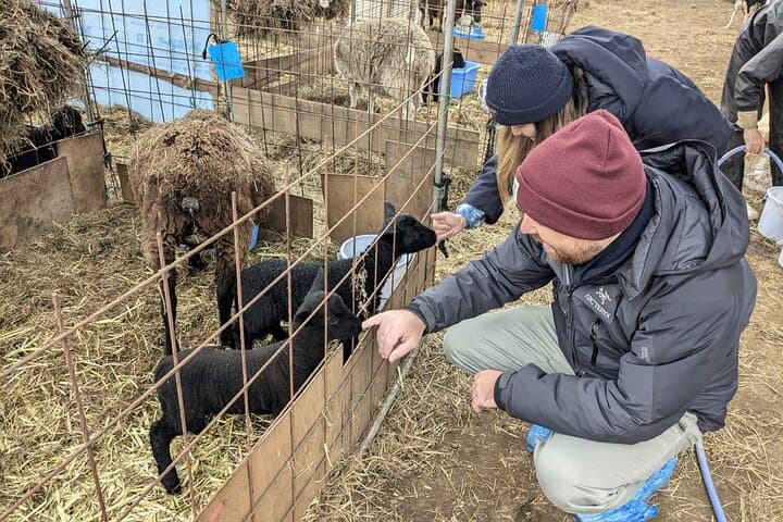 Private tour Meet the Sheep of Aso and pick Aso strawberries — photo 9