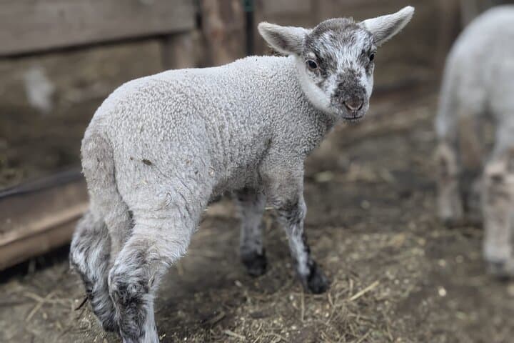 Private tour Meet the Sheep of Aso and pick Aso strawberries — photo 8