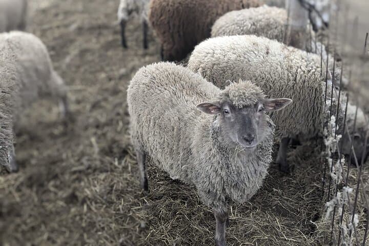 Private tour Meet the Sheep of Aso and pick Aso strawberries — photo 2