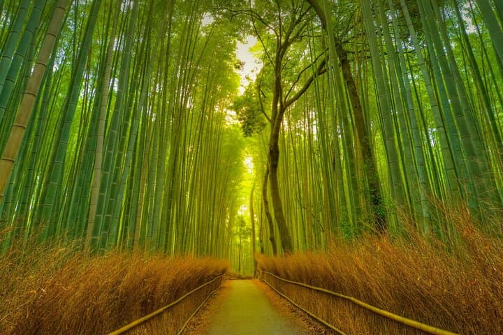 Kyoto Exclusive Private Tour with Vehicle & Professional Guide — photo 2