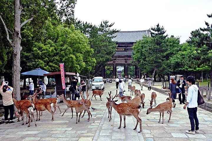 Discover Himeji, Kobe and Nara from Osaka — photo 4