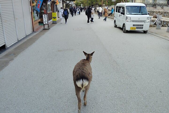 Itsukushima Shrine & Miyajima Summit 5.5 hour Tour in Miyajima — photo 11