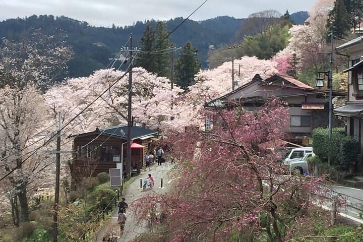 Full-Day Private Guided Tour to Yoshino, Japanese Mountain — photo 4
