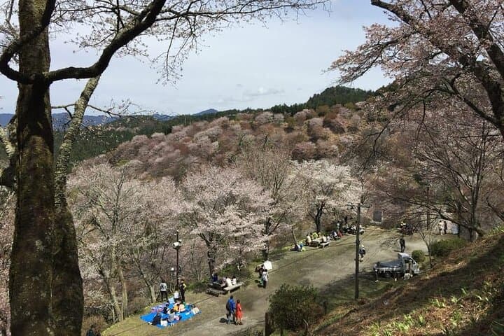 Full-Day Private Guided Tour to Yoshino, Japanese Mountain — photo 5