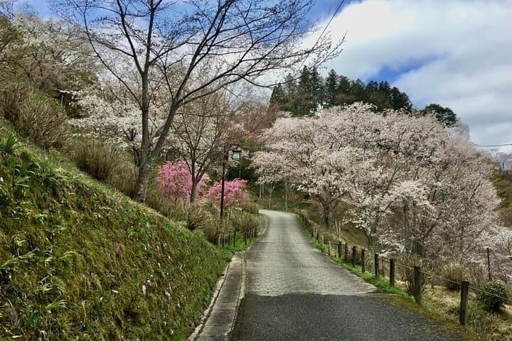 Full-Day Private Guided Tour to Yoshino, Japanese Mountain — photo 7