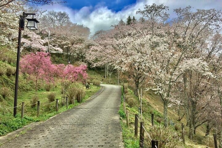 Full-Day Private Guided Tour to Yoshino, Japanese Mountain — photo 8