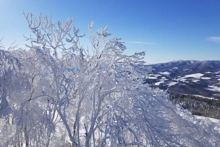 KAMUI SKI LINKS Snow CAT Tour — photo 4