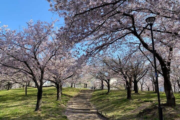 Sakura Picnic "Hanami" in Osaka - Spring Only — photo 8