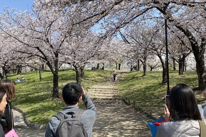 Sakura Picnic "Hanami" in Osaka - Spring Only — photo 15