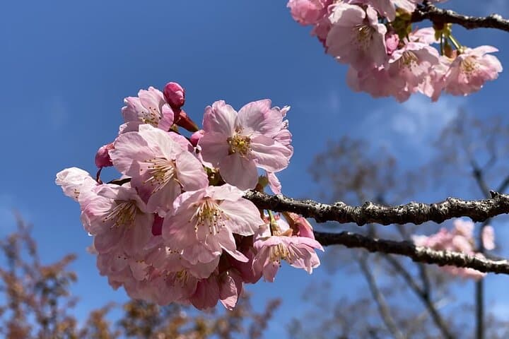 Sakura Picnic "Hanami" in Osaka - Spring Only — photo 19