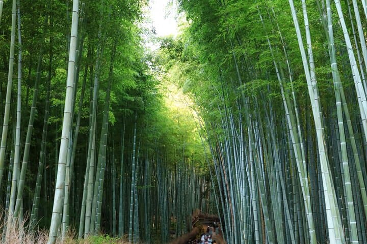 From Osaka or Kyoto: Full Day Sightseeing Tour of Kyoto — photo 16