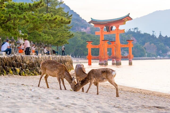 Miyajima Island Day Tour in Sacred Sites and Mount Misen — photo 4