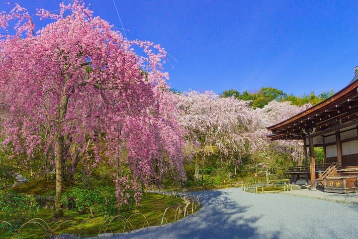 Half Day in Kyoto Arashiyama with Lunch in a Temple Private Tour — photo 8