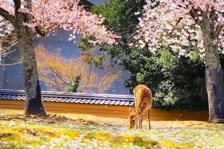 Nara Deer Park, Todaiji Temple, Uji Matcha & Hot Spring Day Tour — photo 11