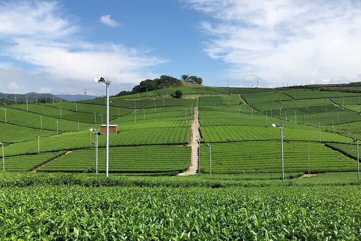 Yame Central Tea Plantation Tour and Tea Tasting — photo 3