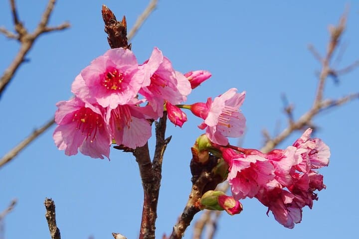 Okinawa Highlight Tour by Private Car — photo 12